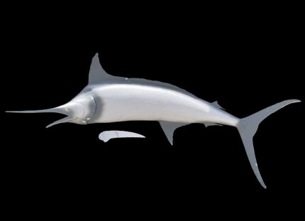 120-INCH BLUE MARLIN BLANK (L), STANDARD
