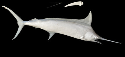 120-INCH BLUE MARLIN BLANK (R), STANDARD