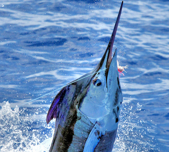 Blue Marlin Fish Blanks, Standard | King Sailfish Mounts