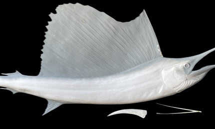 121-INCH SAILFISH BLANK, STANDARD