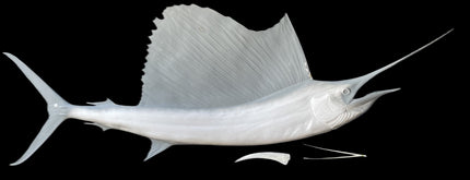 121-INCH SAILFISH BLANK, STANDARD