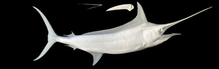 124-INCH BLUE MARLIN BLANK, STANDARD