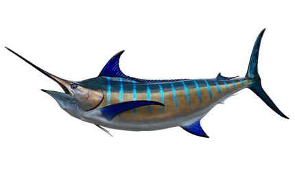 144-INCH BLUE MARLIN (L)