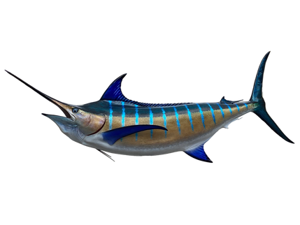 144-INCH BLUE MARLIN (L)