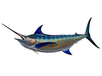 144-INCH BLUE MARLIN (L)