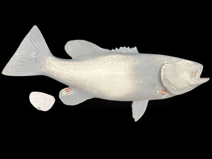 16-INCH SMALLMOUTH BASS BLANK, STANDARD