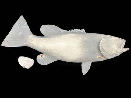 16-INCH SMALLMOUTH BASS BLANK, STANDARD