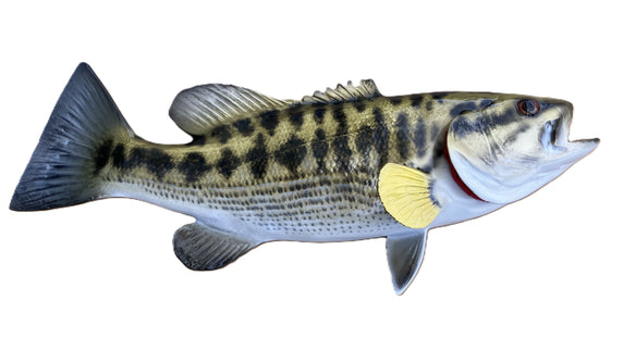 16-INCH SMALLMOUTH BASS