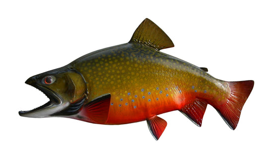 17-INCH BROOK TROUT, HALF-SIDED