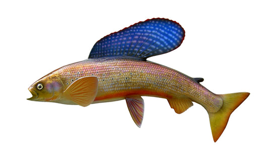 18-INCH ARCTIC GRAYLING, HALF-SIDED