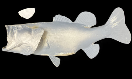 5-POUND LARGEMOUTH BASS BLANK, STANDARD