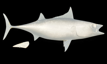 20-INCH BONITO BLANK, STANDARD