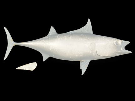 20-INCH BONITO BLANK, STANDARD
