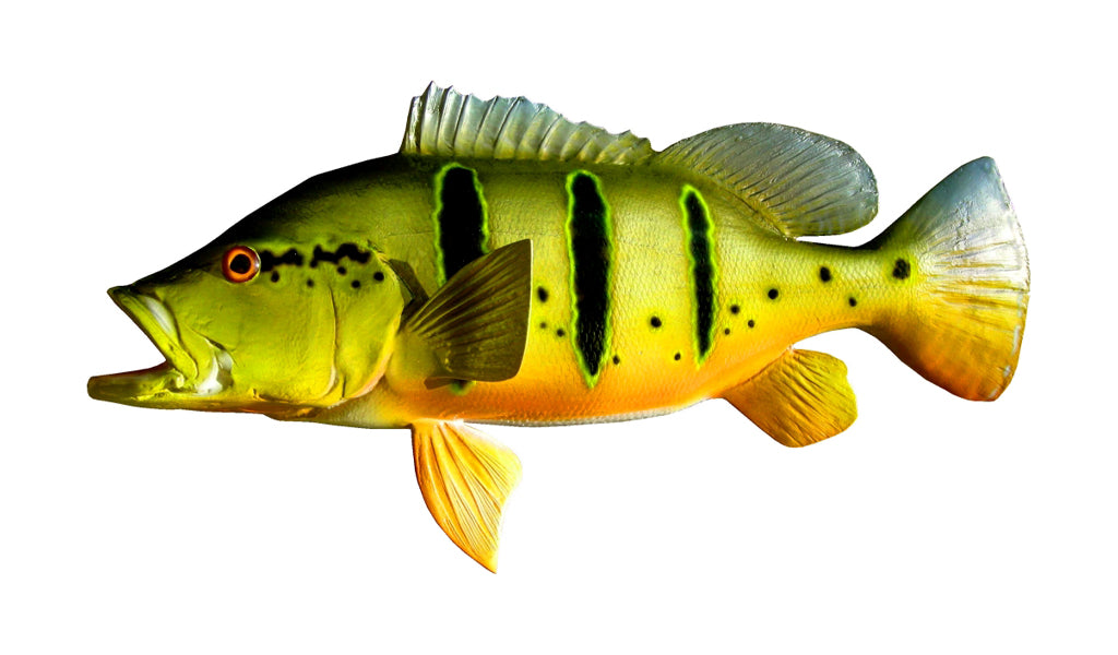 20-Inch Peacock Bass, Half-Sided Fish Mount | King Sailfish