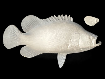 25-INCH TRIPLETAIL BLANK, STANDARD
