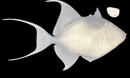 22-INCH QUEEN TRIGGERFISH BLANK, STANDARD