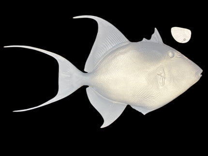 22-INCH QUEEN TRIGGERFISH BLANK, STANDARD