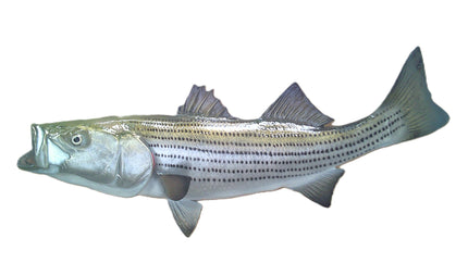 22-INCH STRIPED BASS