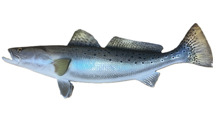 22-INCH SEATROUT