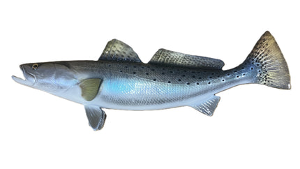 22-INCH SEATROUT