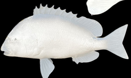 23-INCH SHEEPSHEAD BLANK, STANDARD