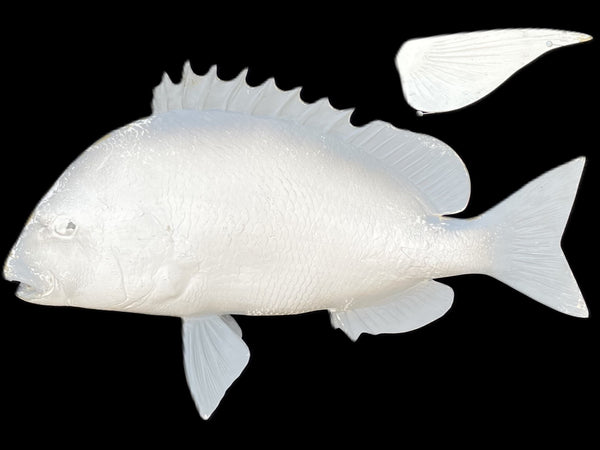 23-Inch Sheepshead Blank Fish Mounts, Standard | King Sailfish Mounts