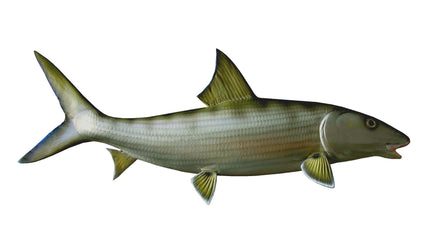 23-INCH BONEFISH, HALF-SIDED