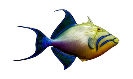 23-INCH QUEEN TRIGGERFISH, HALF-SIDED