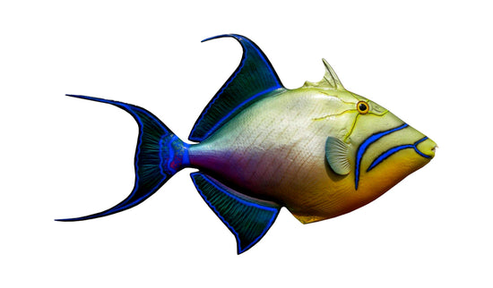 23-INCH QUEEN TRIGGERFISH, HALF-SIDED