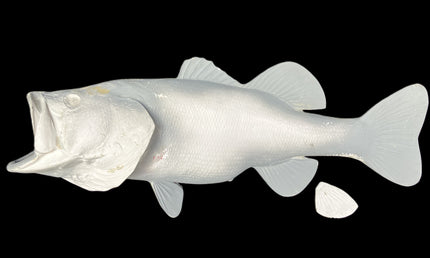 8-POUND LARGEMOUTH BASS BLANK, STANDARD