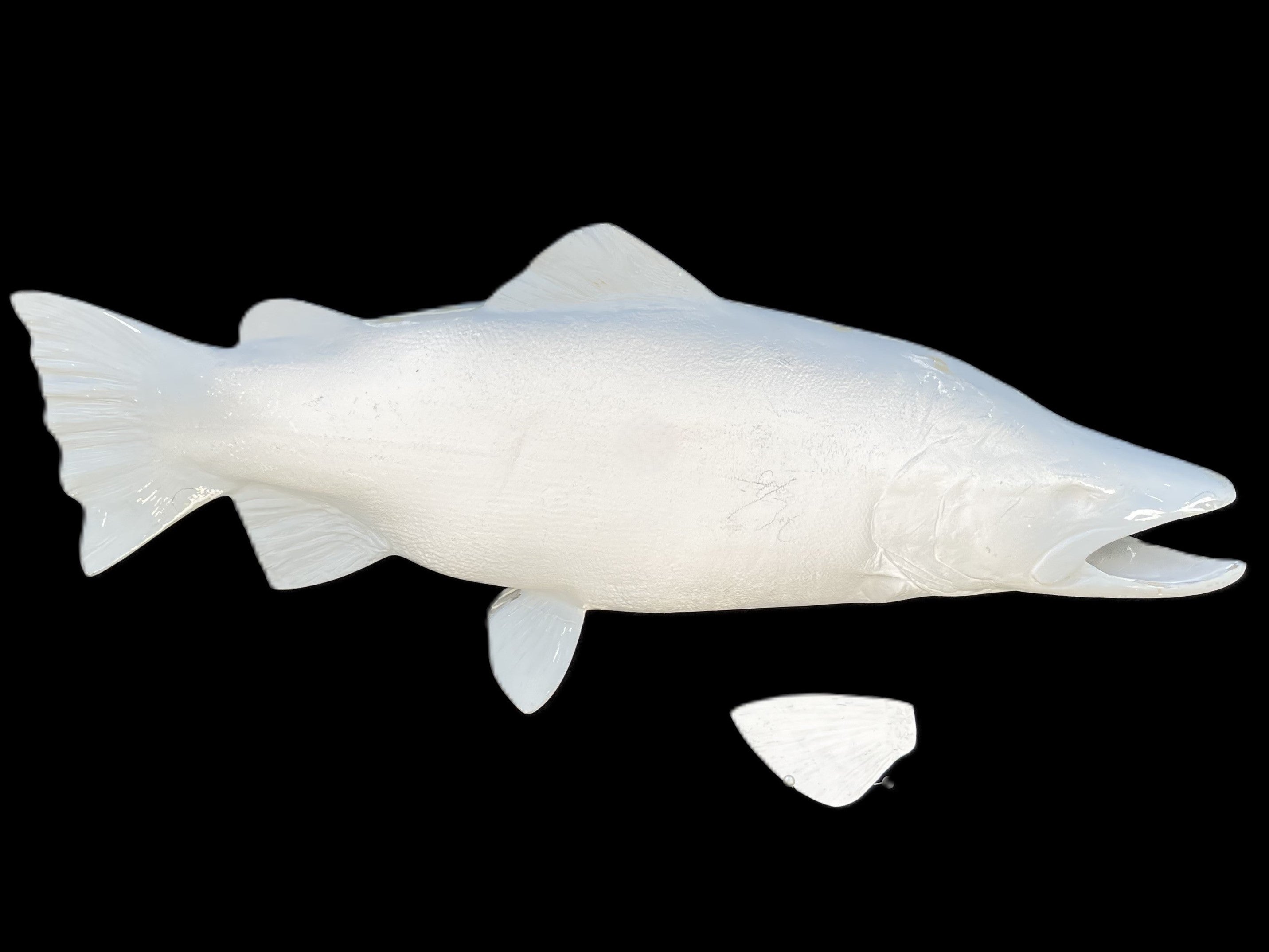 24-Inch Brown Trout Blank Fish Mounts, Standard | King Sailfish Mounts