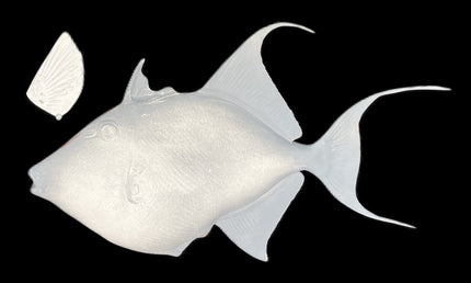 24-INCH QUEEN TRIGGERFISH BLANK, STANDARD