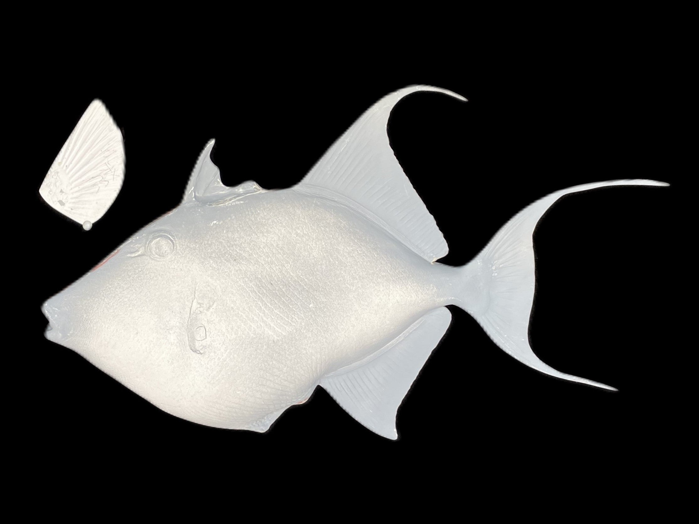 24-Inch Queen Triggerfish Blank Fish Mounts, Standard | King Sailfish ...