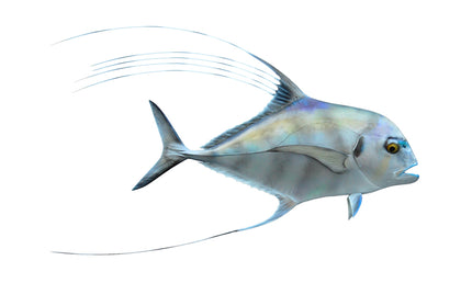 24-INCH AFRICAN POMPANO