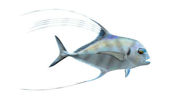 24-INCH AFRICAN POMPANO