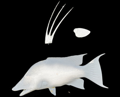 24-INCH HOG SNAPPER BLANK, STANDARD