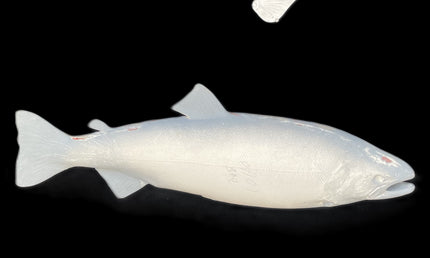 24-INCH COHO SALMON BLANK, STANDARD