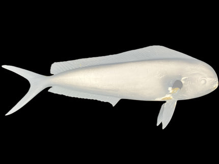 25-INCH BULL DOLPHIN BLANK, STANDARD