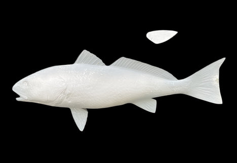 25-INCH REDFISH BLANK (L), STANDARD