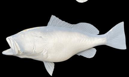 25-INCH RED GROUPER BLANK, STANDARD