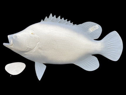 25-INCH TRIPLETAIL BLANK, STANDARD