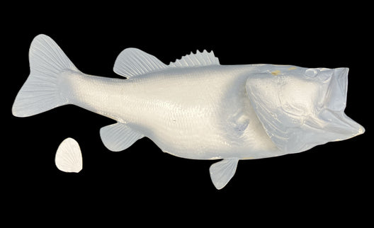 11-POUND LARGEMOUTH BASS BLANK, STANDARD