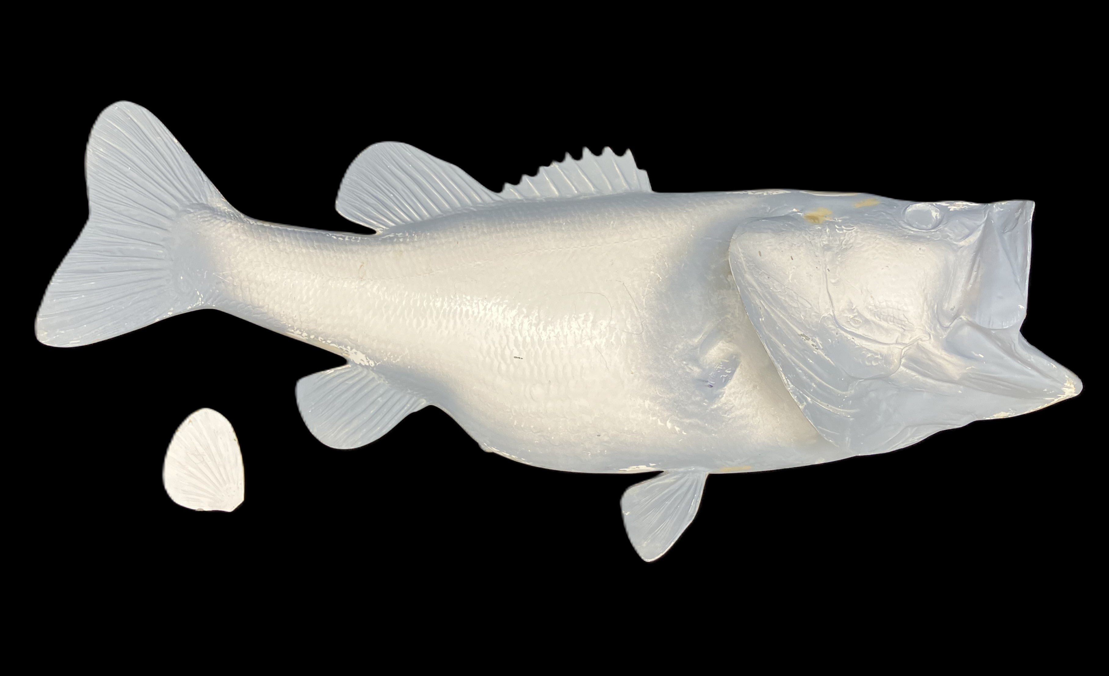 big mouth fish on pole 11-Pound Largemouth Bass Blank Fish Mount, Standard