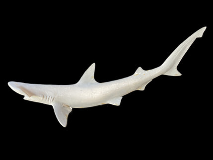 26-INCH BONNETHEAD SHARK BLANK, STANDARD