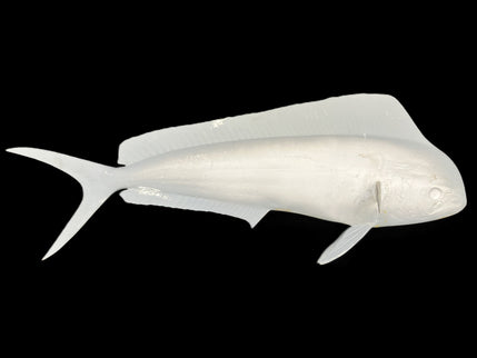26-INCH BULL DOLPHIN BLANK, STANDARD