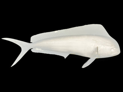 26-INCH BULL DOLPHIN BLANK, STANDARD