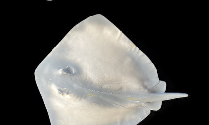 26-INCH SOUTHERN STINGRAY BLANK, STANDARD