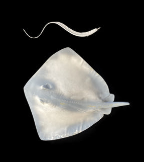26-INCH SOUTHERN STINGRAY BLANK, STANDARD