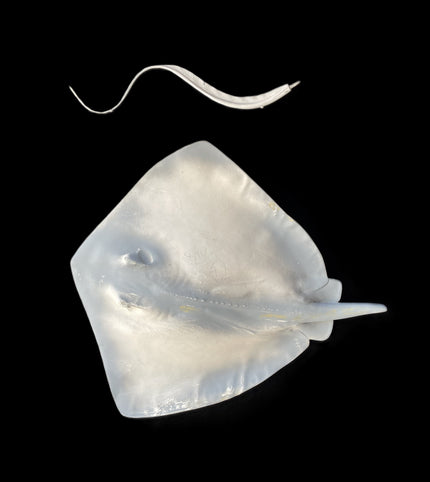 26-INCH SOUTHERN STINGRAY BLANK, STANDARD