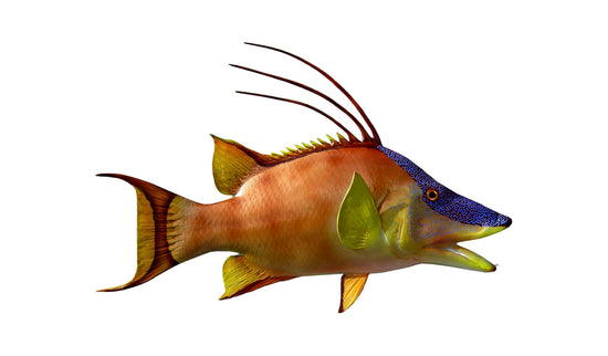 26-INCH HOG SNAPPER, HALF-SIDED